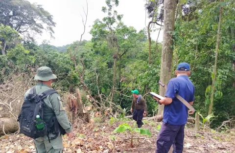 Investigan tala ilegal  en parque forestal en Coclé 