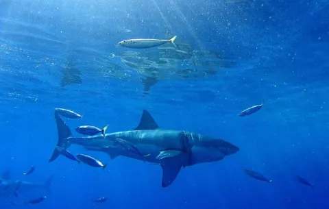 Las autoridades buscan a un joven desaparecido tras el ataque de un tiburón en Australia