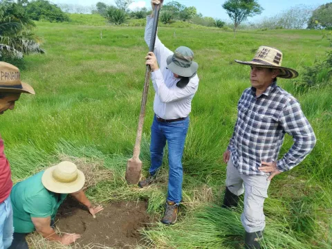 Buscan nuevas tierras para el café de Capira