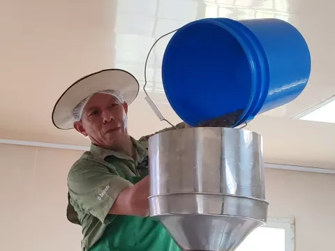 Arranca zafra de café en Capira