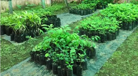 Promueven la recolecta de semillas en Chiriquí