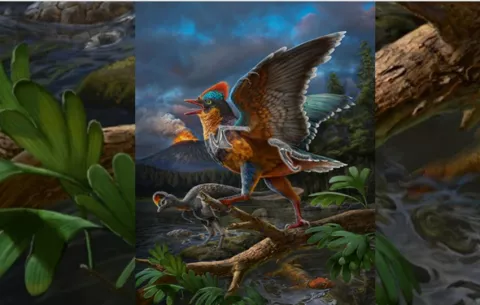 Nueva especie de ave del Jurásico es descubierta en China