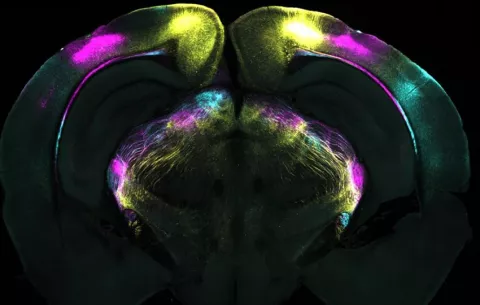 Descubren un mecanismo cerebral que ayudaría a superar el miedo