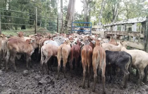 Ganaderos de Los Santos proponen eliminación de acuerdos de pena en hurto pecuario
