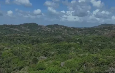 Panamá registra un 'preocupante' aumento de la deforestación y degradación, según estudio