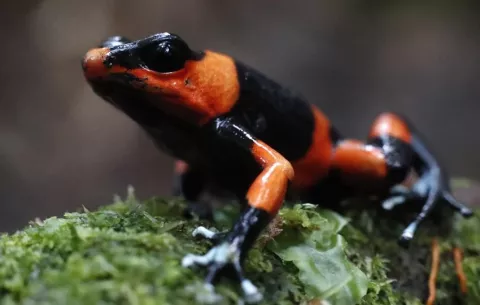 Alemania, Rusia y España: grandes destinos del tráfico de fauna protegida de Latinoamérica