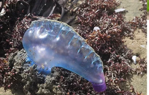¡Cuidado con la fragata portuguesa! Reportan varios avistamientos en playas de Colón