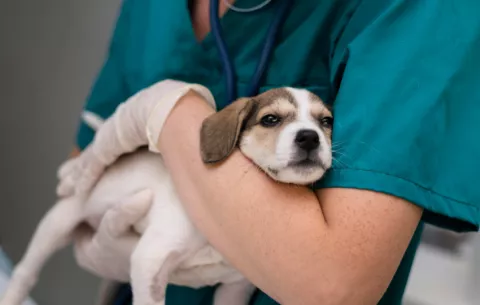 Hospital de mascotas, un gran avance en materia de bienestar animal