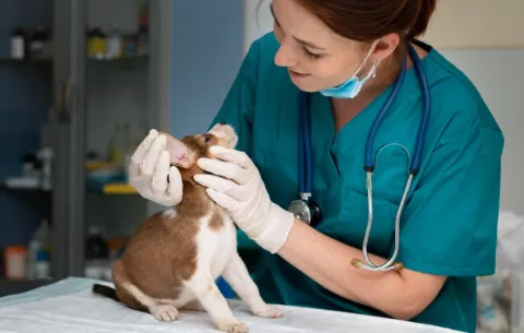 Hospital de mascotas podría estar listo en diciembre de 2026