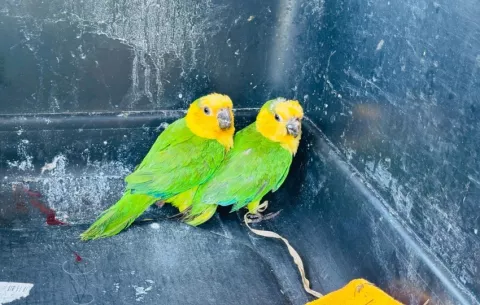 Rescatan a loros chocolates, cuyo plumaje había sido pintado para simular otra especie