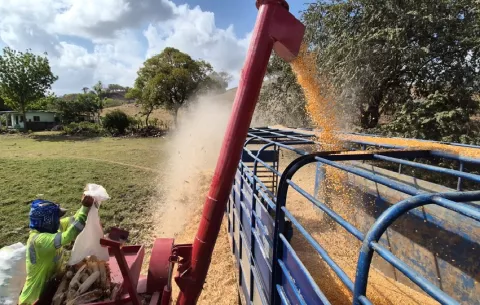 Maiceros de Los Santos se quedan sin espacio para almacenar el grano