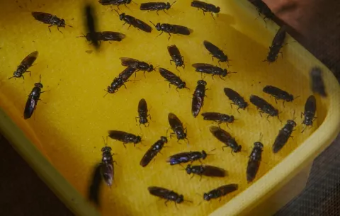Soldado Negra, la mosca que podría reducir  los desechos orgánicos en Panamá