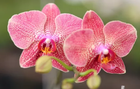 Orquídeas: ¿Cómo el sector gubernamental está ayudando a potenciar el cultivo de estas plantas?