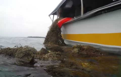 Reciclarán redes fantasmas abandonadas por pescadores en el mar