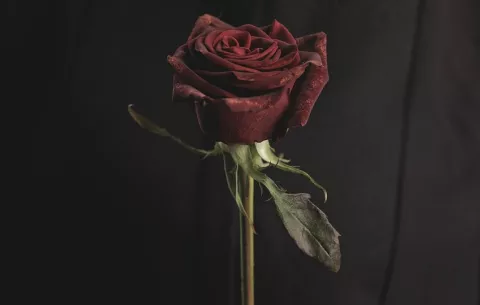 Cuando el amor se convierte en peligro