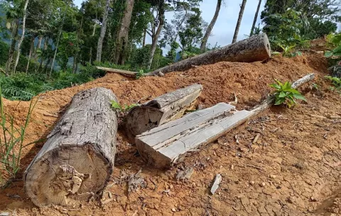Identifican al causante de talar 100 hectáreas dentro del Parque Forestal General de División Omar Torrijos Herrera
