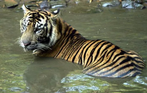 Cuanto más grande es un animal más riesgo de cáncer