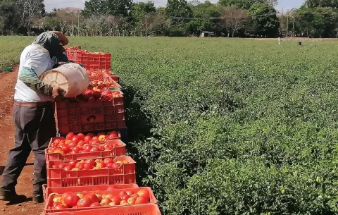 Productores de tomate en Los Santos en alerta por las lluvias fuera de temporada 