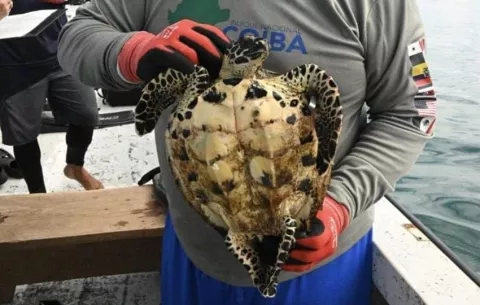 Avistan a la tortuga carey más pequeña en Coiba; mide 27 cm