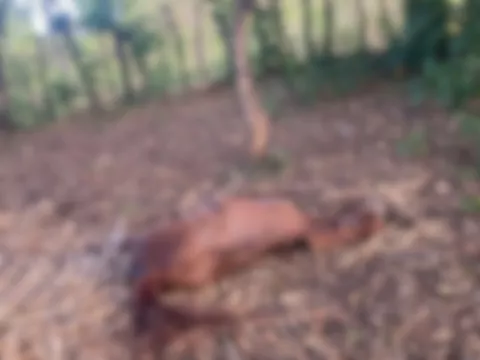 Veraguas: abusan de una yegua hasta causarle la muerte
