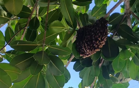 Presencia de abejas africanizadas atemoriza a carnavaleros en Ocú