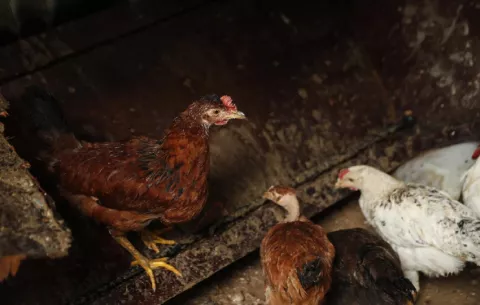 Alquilar una gallina, una moda en auge en EE.UU. ante los cambios en el precio de los huevos