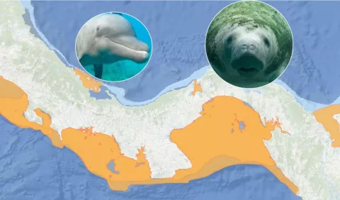 Panamá cuenta con dos nuevas IMMAs