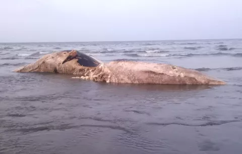 Encuentran una ballena muerta en playa Las Comadres fuera de la temporada de avistamientos