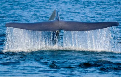 Patrones migratorios de las ballenas azules siguen cautivando a los científicos