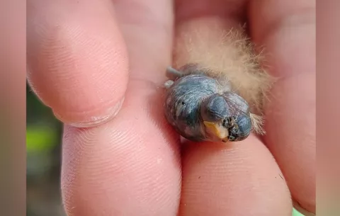 Descubren en Panamá a un bebé colibrí que imitaría a las orugas