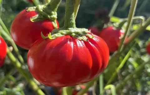 Científicos descubren genes que permiten cultivar tomates y berenjenas más grandes