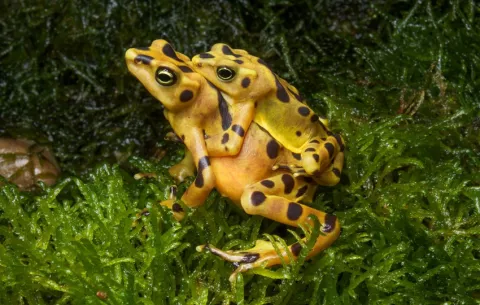 Fundación de Jeff Bezos contribuirá con la conservación de ranas en Panamá