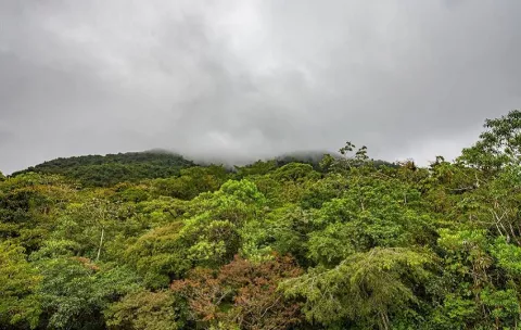 Los bosques de niebla de Centroamérica ocupan aproximadamente un 1% de este territorio