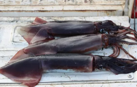 Un varamiento de calamares gigantes ha sido registrado en Pedasí