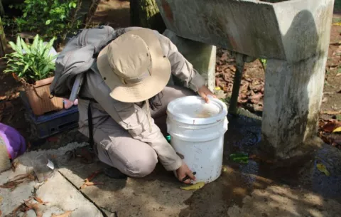 Panamá acumula 3,208 casos de dengue y tres fallecidos en lo que va del año