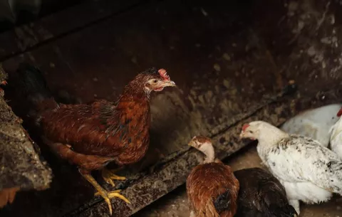 En Pensilvania alquilan gallinas para tener huevos frescos cada día