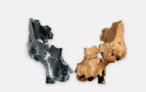 Atapuerca presenta restos de una especie humana nueva en Europa, de 1,4 millones de años