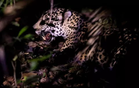  Estudio revela que en el 38% del territorio nacional hay presencia de jaguares