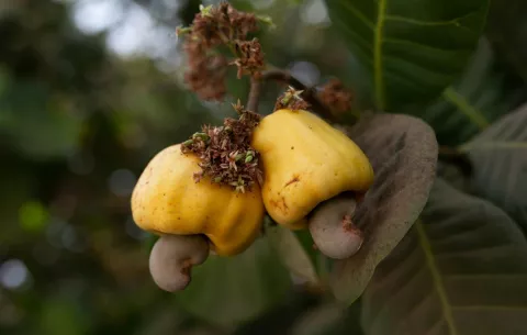 El renacer del marañón de pepita: resiliencia, adaptación y evolución del 'Anacardium occidentale'