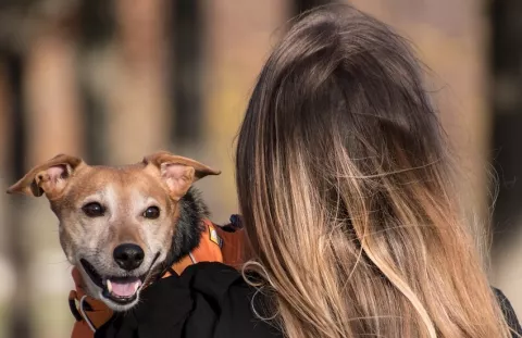 Un verano saludable para sus mascotas