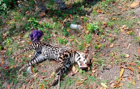 Autoridades hacen un llamado a los conductores tras atroplello de ocelote en Veracruz