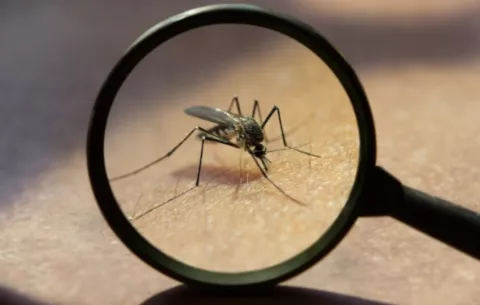 Virus Oropouche: ¿puede circular a nivel nacional?