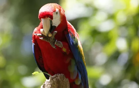 Panamá celebra su biodiversidad sin perder de vista las amenazas que enfrenta