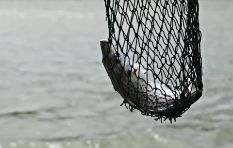 Panamá trabaja en un plan de acción nacional contra la pesca ilegal