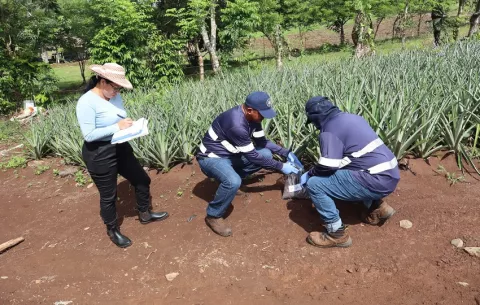 ¿Cómo son las propiedades del suelo de la principal zona productora de piña de Panamá?