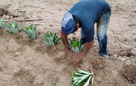 Productores se capacitan en la siembra de cultivo in vitro de piña