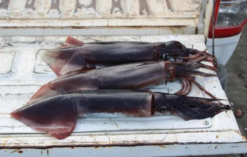 Monitorean el varamiento de calamares gigantes en costas santeñas 