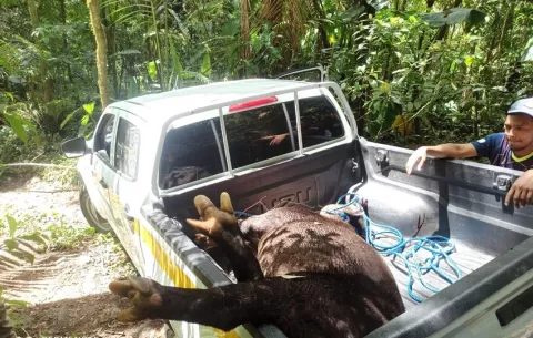 Repudio colectivo tras muerte de un tapir, presuntamente a manos de cazadores furtivos