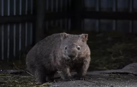 Influencer que indignó a Australia por capturar un wombat salvaje ofrece disculpas
