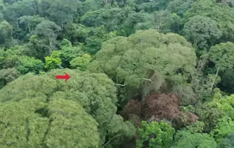Documentan en Panamá a un árbol capaz de sobrevivir a los rayos; los usa para hacerse más fuerte